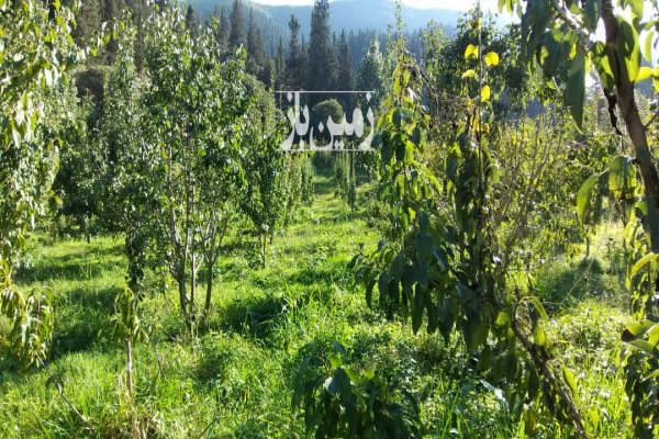 ۹۳۰ متر زمین بافت دارای جواز روستای کینس جاده کجور-1