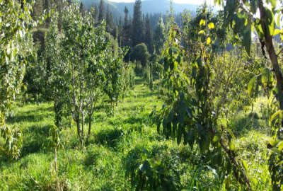 ۹۳۰ متر زمین بافت دارای جواز روستای کینس جاده کجور