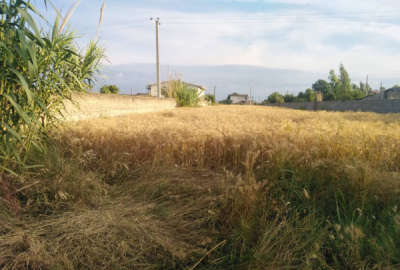 زمین مسکونی ۱۰۰۰متری زاغمرز زینوند