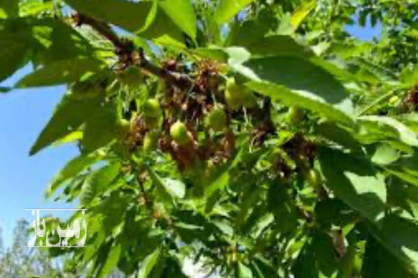 باغ ثمره دیوار کامل بلوک سیمان ۱۰۰۰ متر در حسین اباد شیراز-2