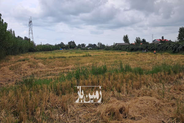 زمین کشاورزی که میتوان به باغ کیوی تبدیل کرد با امتیاز چاه آب و راه-1