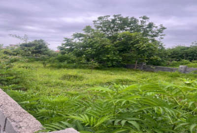 زمین مسکونی ۲۳۷ متر دارای سند تک برگ و جواز ساخت در نوشهر