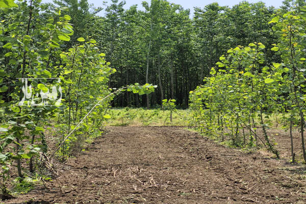 زمین باغی به متراژ ۱۲۶۰ متر با چوب دو ساله در اباتر روستای ملاسرا-1