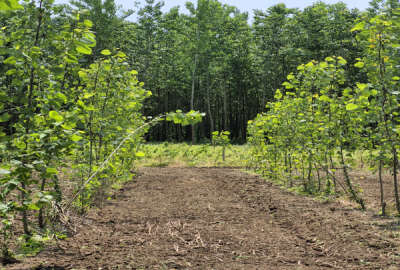 زمین باغی به متراژ ۱۲۶۰ متر با چوب دو ساله در اباتر روستای ملاسرا