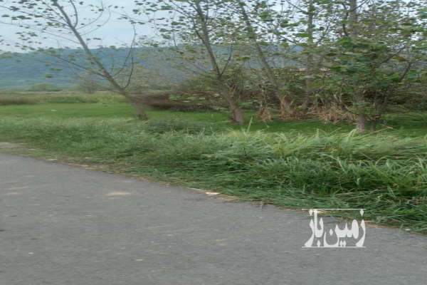 زمین مسکونی ۷۱۲ متر لنگرود روستای سالکویه-1