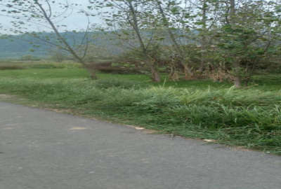 زمین مسکونی ۷۱۲ متر لنگرود روستای سالکویه