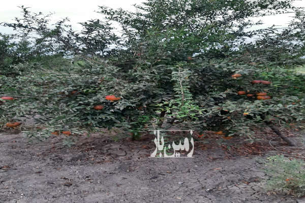 باغ انار در جاده امامده ۵۰۰ متری-4