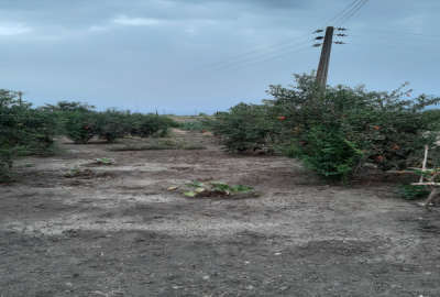 باغ انار در جاده امامده ۵۰۰ متری