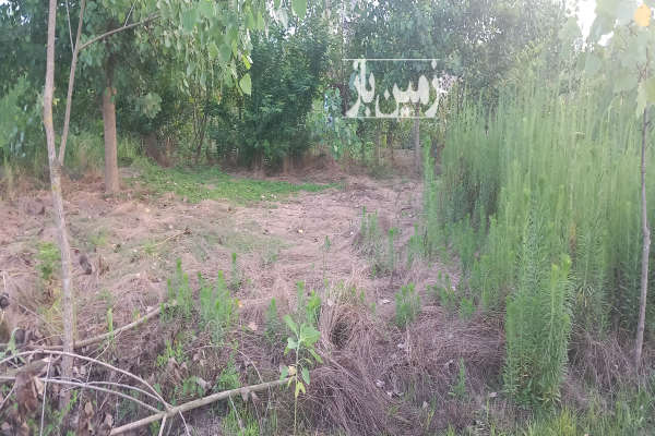 زمین ۲۰۰متری باغی جاده چمخاله بعد شرکت میهن-1
