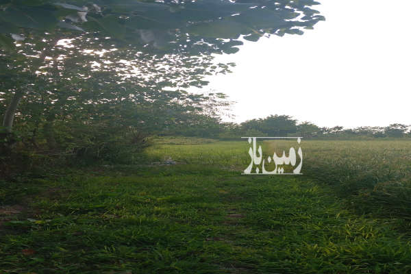 زمین ۲۰۰متری باغی جاده چمخاله بعد شرکت میهن-2