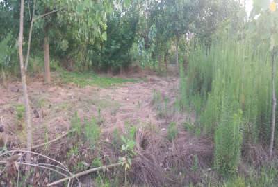 زمین ۲۰۰متری باغی جاده چمخاله بعد شرکت میهن