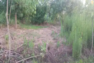زمین ۲۰۰متری باغی جاده چمخاله بعد شرکت میهن