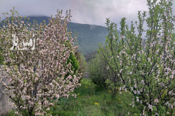 زمین و باغ میوه با کاربری مسکونی در لاشک کجور ۸۱۰ متر-1