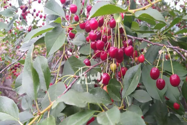 زمین و باغ میوه با کاربری مسکونی در لاشک کجور ۸۱۰ متر - تصویر 3