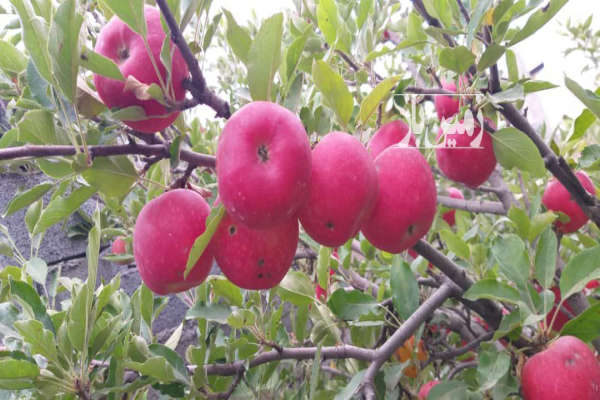 زمین و باغ میوه با کاربری مسکونی در لاشک کجور ۸۱۰ متر-4