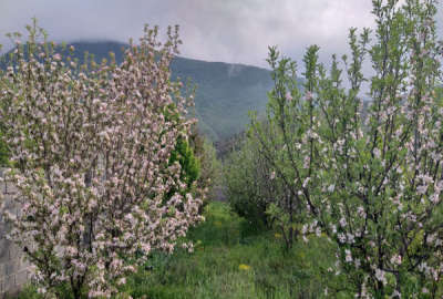 زمین و باغ میوه با کاربری مسکونی در لاشک کجور ۸۱۰ متر