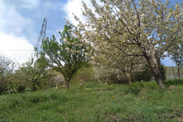 باغ ۱۹۰۰ متری در روستای دلسم از توابع نوشهر-3