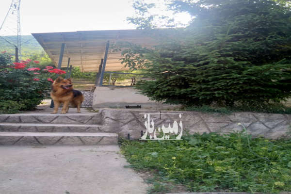 باغ ۱۹۰۰ متری در روستای دلسم از توابع نوشهر-4