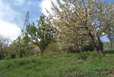 باغ ۱۹۰۰ متری در روستای دلسم از توابع نوشهر