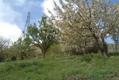 باغ ۱۹۰۰ متری در روستای دلسم از توابع نوشهر