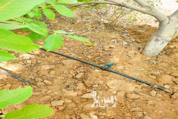 زمین باغی ۳۰۰۰ متری در روستای حیدره بالای شهر-3