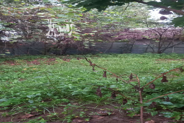 زمین مسکونی ۱۵۰متری روستای ویشکاننک سنگر-3