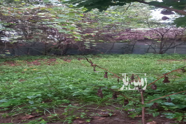 زمین مسکونی ۱۵۰متری روستای ویشکاننک سنگر-4