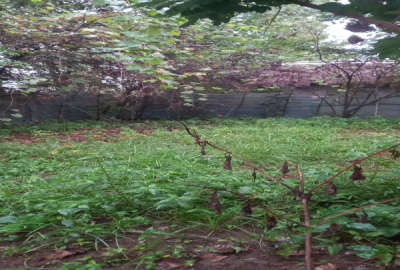 زمین مسکونی ۱۵۰متری روستای ویشکاننک سنگر