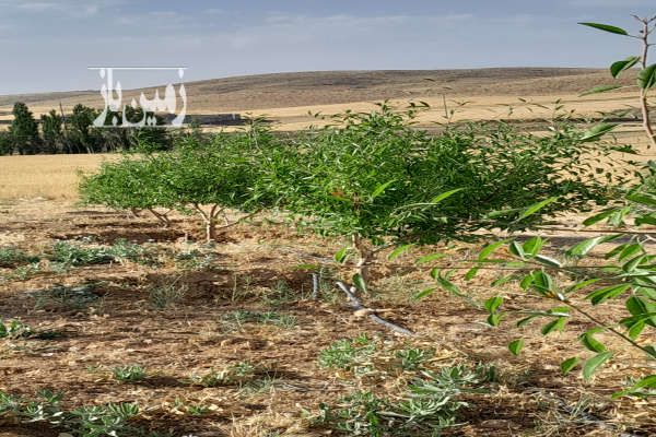 باغ همراه آب در روستای داریچه الیگودرز-1