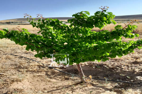باغ همراه آب در روستای داریچه الیگودرز-2