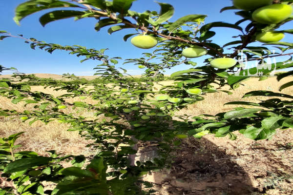 باغ همراه آب در روستای داریچه الیگودرز-3