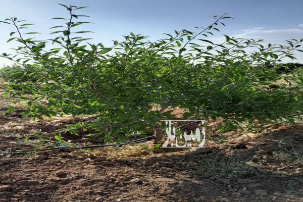 باغ همراه آب در روستای داریچه الیگودرز-4