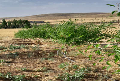 باغ همراه آب در روستای داریچه الیگودرز
