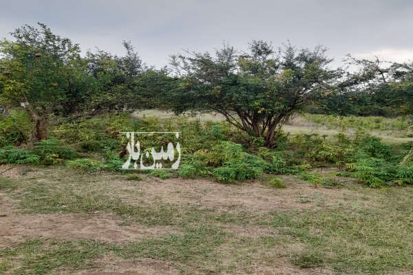 فروش زمین ۷۰۰ متری در کوهستان بهشهر-2