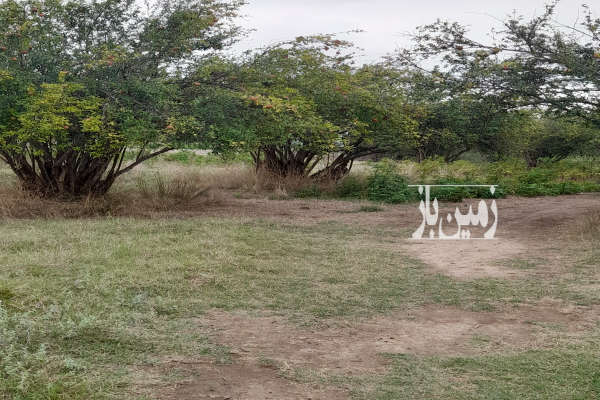 فروش زمین ۷۰۰ متری در کوهستان بهشهر-3