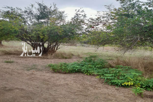 فروش زمین ۷۰۰ متری در کوهستان بهشهر-4