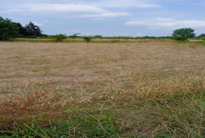 زمین ۳۰۰ متر در ساری هولا روستای زرین آباد