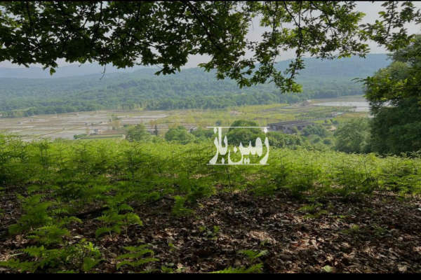 زمین مسکونی ۴۲۴ متر سوادکوه شمالی برنجستانک-3