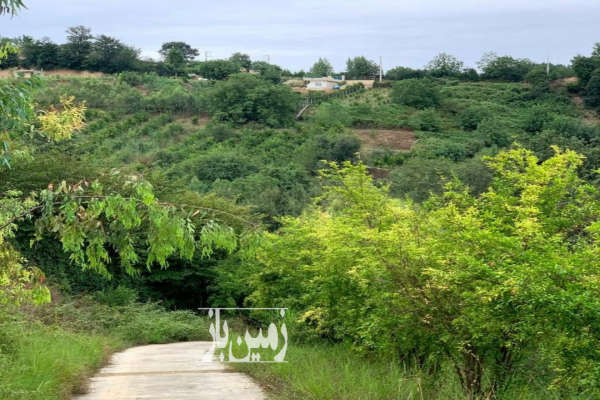 زمین مسکونی ۴۲۴ متر سوادکوه شمالی برنجستانک-4