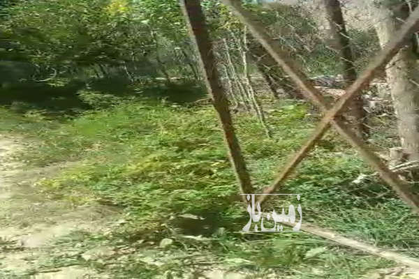 باغ بعد از ارجمند بین جاده اهنز به لزور ۱۷۰۰ متر دارای انواع درختان-1