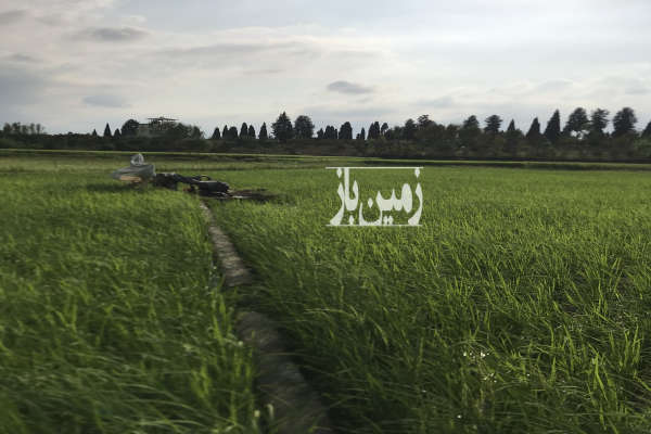 فروش زمین کشاورزی بندپی شرقی روستای کاشیکلا ۱۹۴۰ متر-1