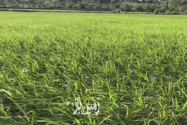 فروش زمین کشاورزی بندپی شرقی روستای کاشیکلا ۱۹۴۰ متر-2