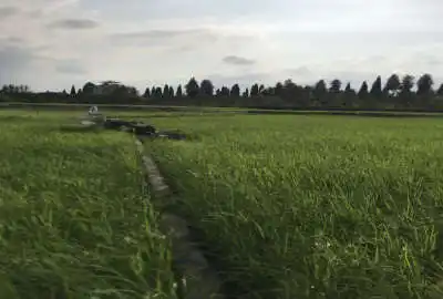 فروش زمین کشاورزی بندپی شرقی روستای کاشیکلا ۱۹۴۰ متر