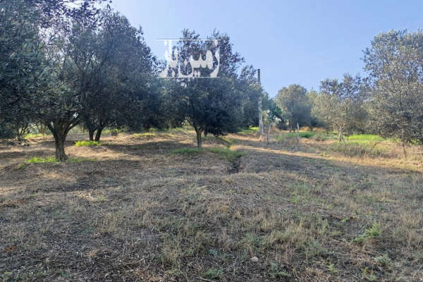 زمین باغی ۶۰۰ متر توتکابن روستای کیاآباد-2