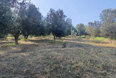 زمین باغی ۶۰۰ متر توتکابن روستای کیاآباد