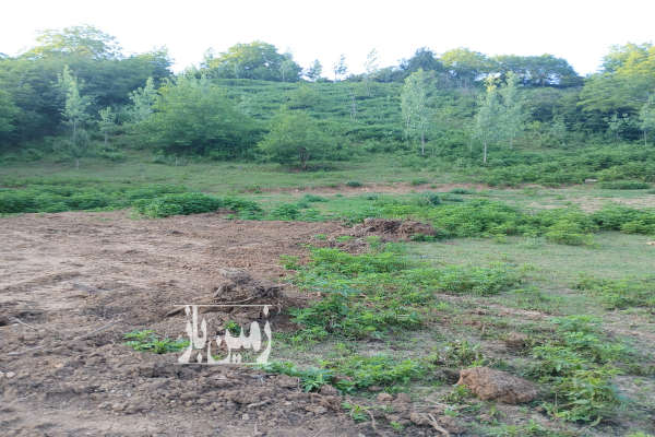 زمین فروشی ۱۲۷۵ متر بلوار کشاورز روستای امره-4