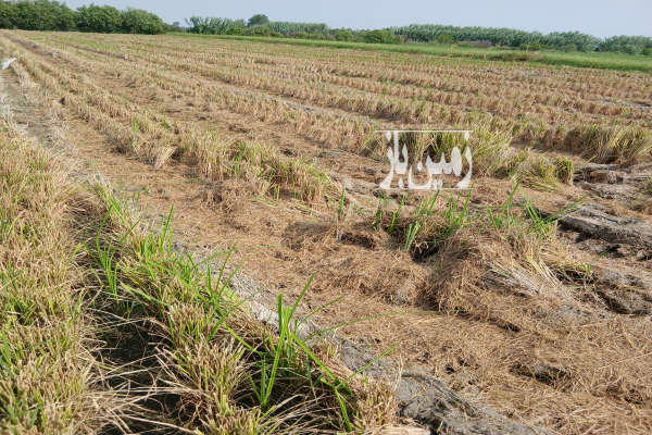 زمین کشاورزی ۲۰۰۰ متر واقع در قائمشهر کوچکسرا روستای دوک-1
