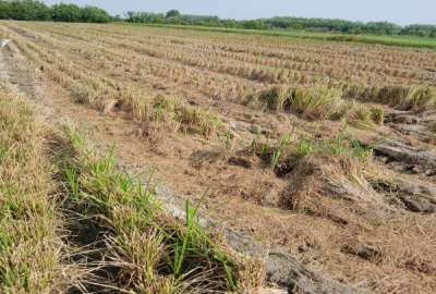 زمین کشاورزی ۲۰۰۰ متر واقع در قائمشهر کوچکسرا روستای دوک