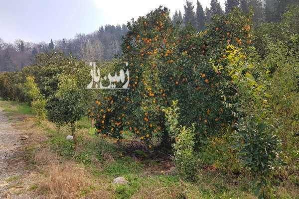 فروش زمین مسکونی ۱۰۹۵ متر در شهر مرزیکلا شهرکی-2