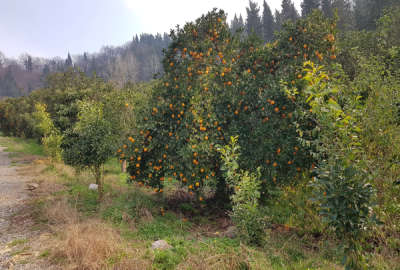 فروش زمین مسکونی ۱۰۹۵ متر در شهر مرزیکلا شهرکی
